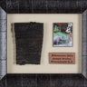 Rhinoceros Skin from the Jungle Cruise Attraction in Disneyland